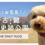 【犬とお花見】桜のある奈良の公園｜唐古・鍵遺跡史跡公園